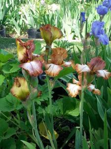 10556466_10202618826614962_2290302934084326455_n