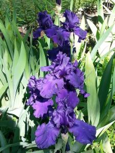 10559701_10202618827374981_5011310646288867361_n