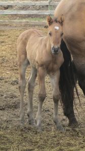 11181202_380209392182002_8729829856317245799_n