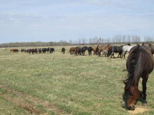 11194579_380208718848736_4478892714504946855_o(1)