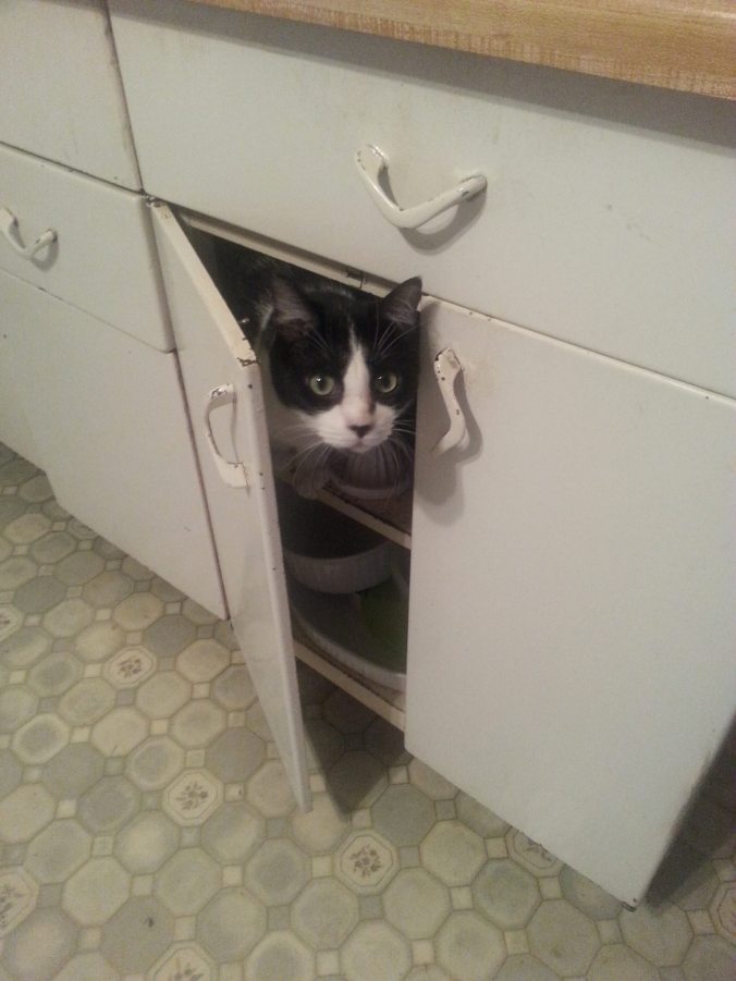 10566220_10202578732812642_1831093506_o